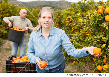 Woman and man harvesting tangerines Woman and man harvesting tangerines 48620251