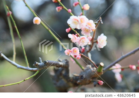 Light peach colored plum blossoms Light peach colored plum blossoms 48620645