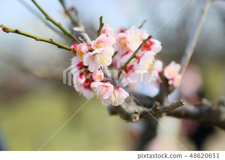Light peach colored plum blossoms Light peach colored plum blossoms 48620651