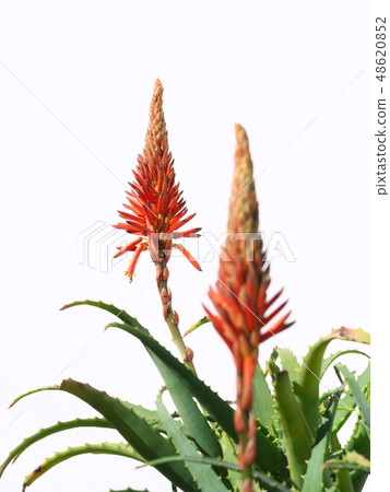 Kidachiaroe之花 48620852