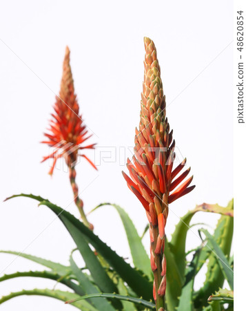 Flower of Kidachiaroe 48620854