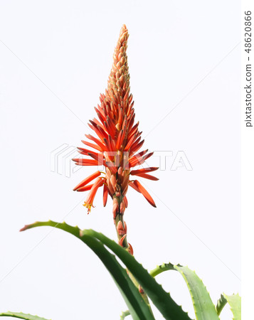 Flower of Kidachiaroe Flower of Kidachiaroe 48620866