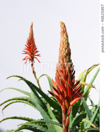 Flower of Kidachiaroe 48620867