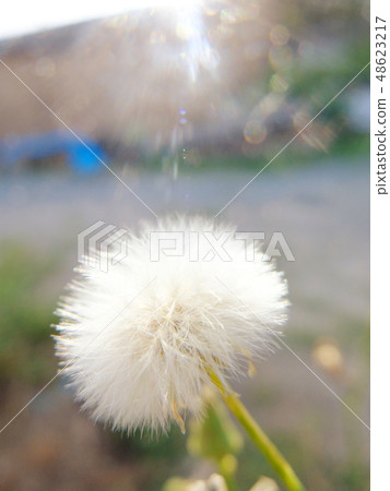 Shining fluff Shining fluff 48623217