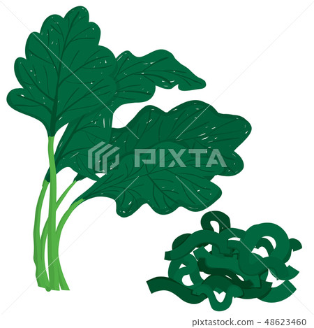 Vector painterly set of whole spinach and chopped Vector painterly set of whole spinach and chopped 48623460
