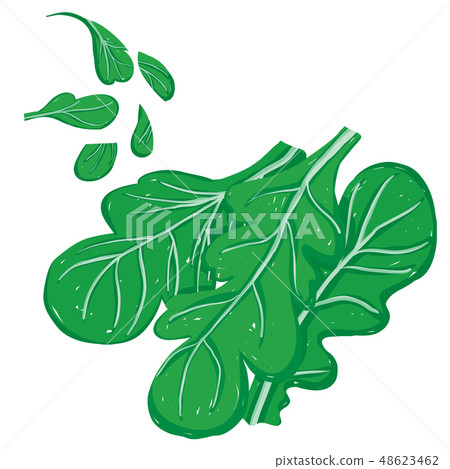 Vector set of arugula, rocket, raw and sliced Vector set of arugula, rocket, raw and sliced 48623462