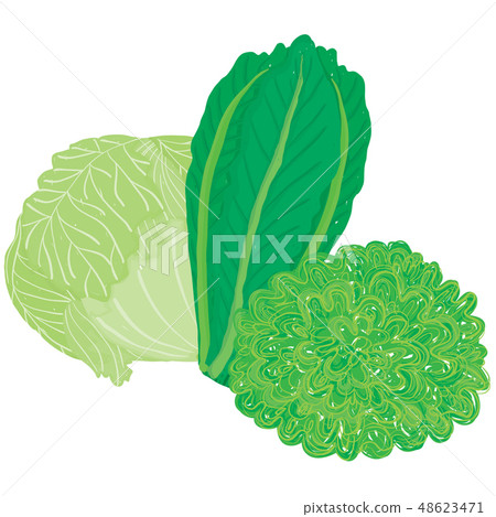 Vector painterly set with three different lettuce Vector painterly set with three different lettuce 48623471