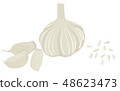 Vector painterly set with whole garlic and cloves 48623473