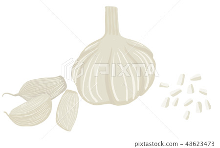 Vector painterly set with whole garlic and cloves Vector painterly set with whole garlic and cloves 48623473