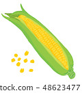 Vector painterly set with corn and corn seeds 48623477