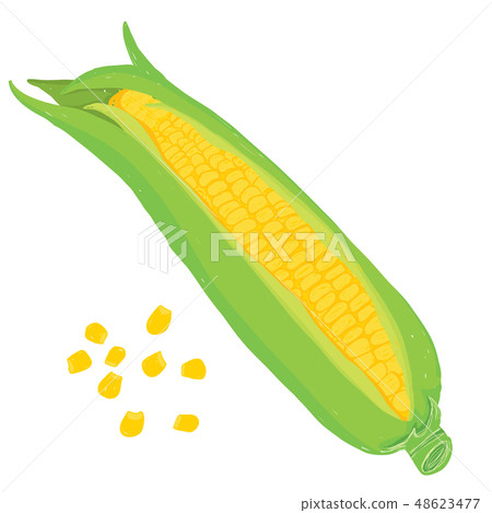 Vector painterly set with corn and corn seeds 48623477