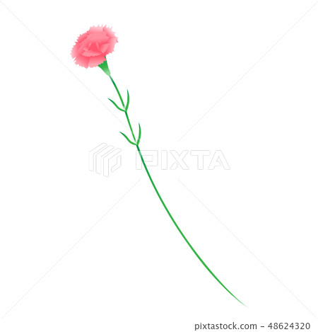 Carnation illustration Carnation illustration 48624320