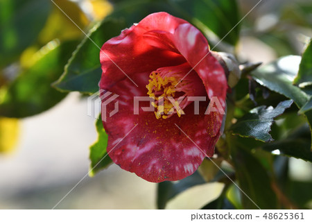 Camellia (navy blue) Camellia (navy blue) 48625361