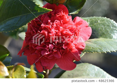 Camellia (rough lion) Camellia (rough lion) 48625366