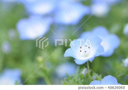 喜林草 喜林草 48626060