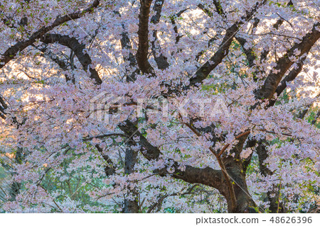 Sakura image 48626396