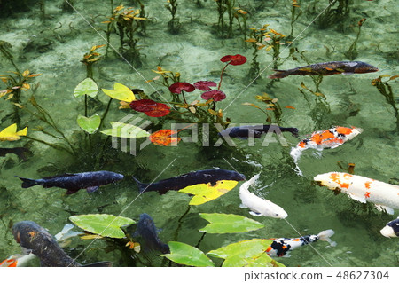 Pond of monet Pond of monet 48627304