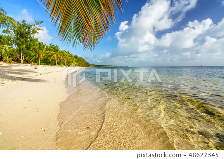 Palm tree leaf over ocean water on tropical beach 48627345