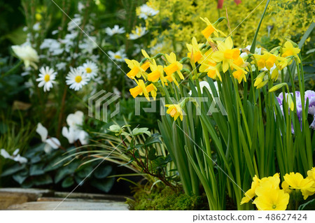 Spring flower bed 48627424
