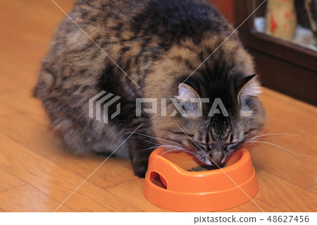 Deep cat eating rice Deep cat eating rice 48627456