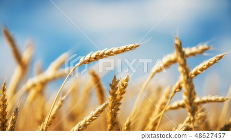 Close up of golden wheat ears over blue sky at sunny day. 48627457