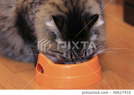 Deep cat eating rice 48627458