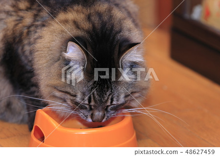 Deep cat eating rice 48627459