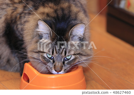 Deep cat eating rice 48627460