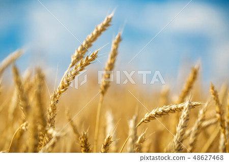 Close up of golden wheat ears over blue sky at sunny day. 48627468