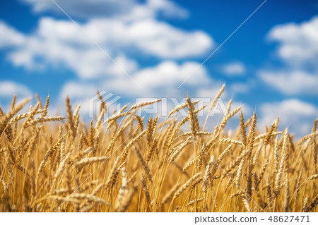 Golden wheat field over blue sky at sunny day. 48627471
