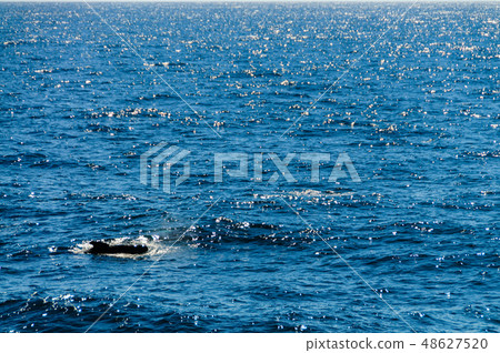 Long-Finned Pilot Whales in the Southern Atlantic Ocean 48627520