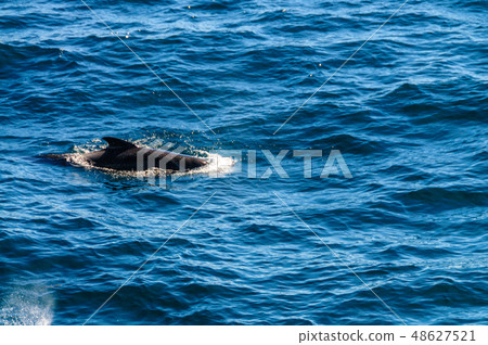 Long-Finned Pilot Whales in the Southern Atlantic Ocean 48627521