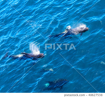 Long-Finned Pilot Whales in the Southern Atlantic Ocean 48627538