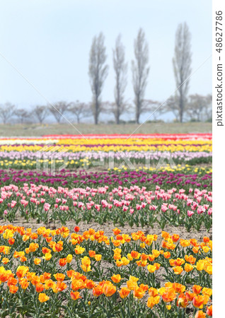 Tulip field Tulip field 48627786