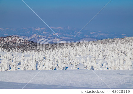 Towada Hachimantai National Park Pine tree in Hachimantai 48628119