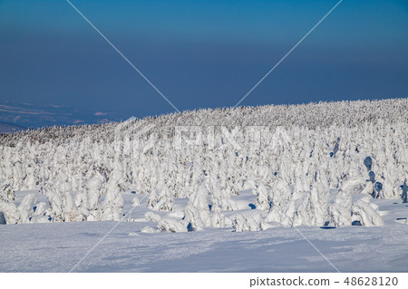 Towada Hachimantai National Park Pine tree in Hachimantai 48628120