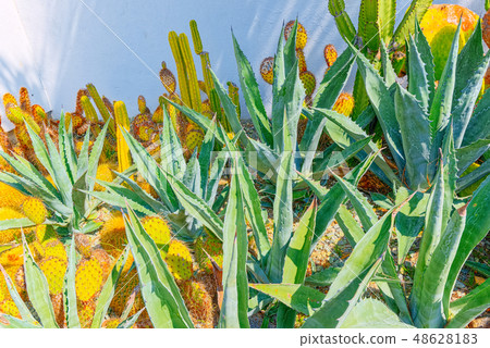 Wild cactus in natural habitat conditions. Wild cactus in natural habitat conditions. 48628183