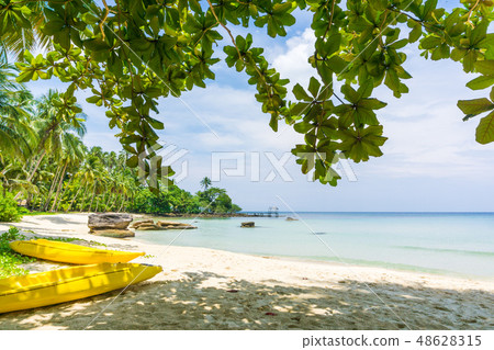 peaceful beach with coconut palm tree blue sky 48628315