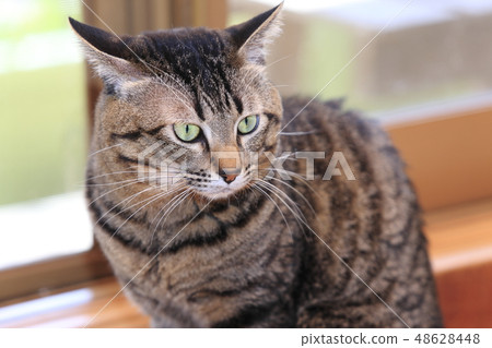 雜交種的繁殖貓 雜交種的繁殖貓 48628448