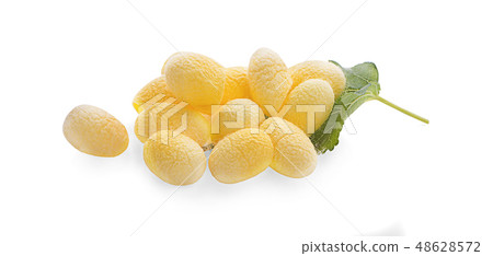 yellow thai silkworm cocoons pile isolated  48628572