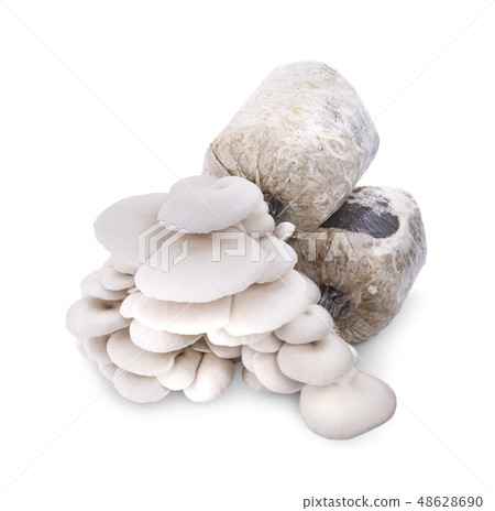 The cultivation of Angel mushrooms. The cultivation of Angel mushrooms. 48628690