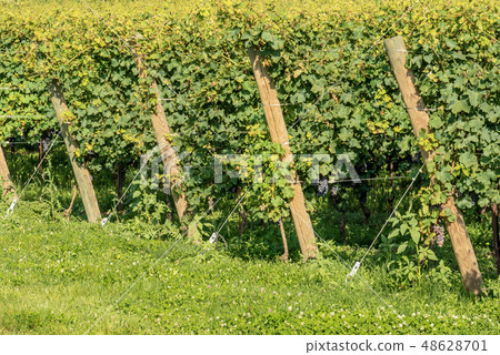 Italian Vineyard - Valpolicella Wine near Verona 48628701