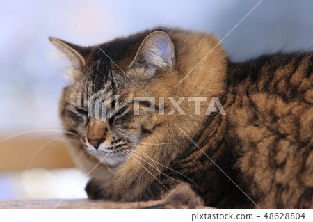 Cat sitting in a fixed position 48628804