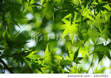 Fresh green (Momiji in the forest · eco image) 48628982