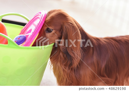 尋找玩具Miniature Dachshund 48629198