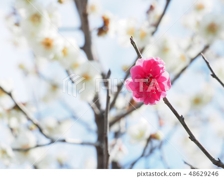 在白色李子的紅色盛行 在白色李子的紅色盛行 48629246