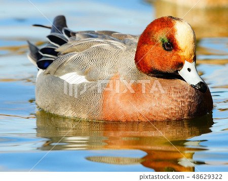 Wild bird / waterfowl / waterside Wild bird / waterfowl / waterside 48629322