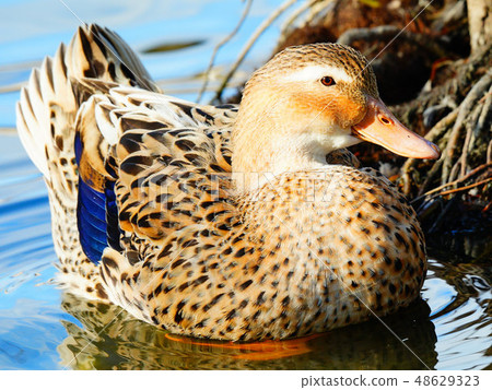 Wild bird / waterfowl / waterside Wild bird / waterfowl / waterside 48629323