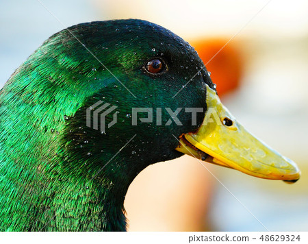 野生鳥類/水禽/水邊 野生鳥類/水禽/水邊 48629324