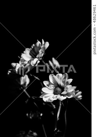 Beautiful little country in the dark (black and white photo) Beautiful little country in the dark (black and white photo) 48629461